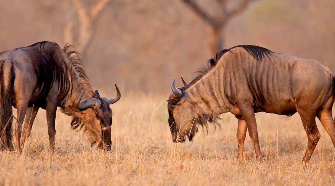 Two Wildebeests Grazing on Grass in Serengeti National Park