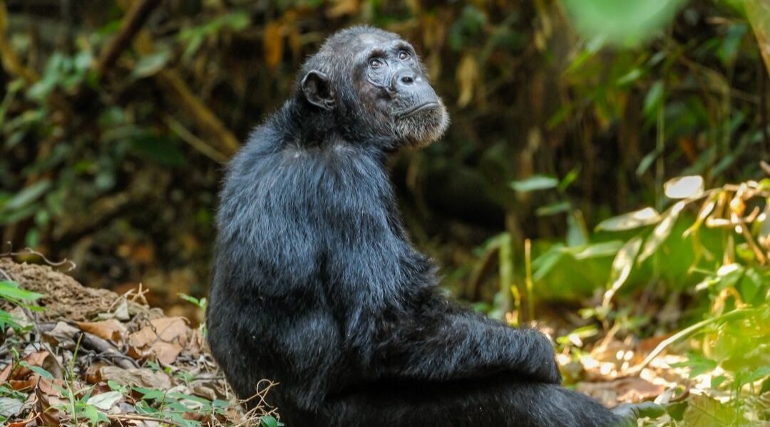 Chimpanzee Sitting Down on Ground at Mahale Mountains National Park