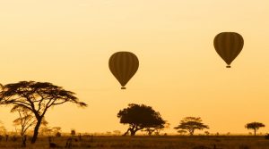 Hot Air Balloons Over Serengeti at Sunrise