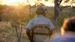 Safari Tour Guide