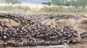 Zebras and Wildebeests Crossing the Mara River to Serengeti During Great Migration