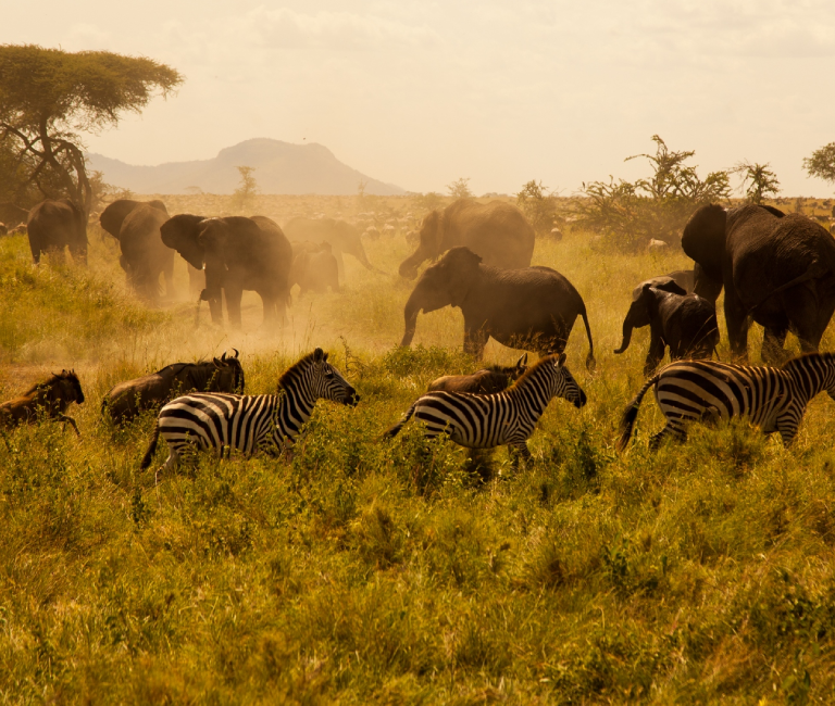 7 Days Best of Tanzania Safari