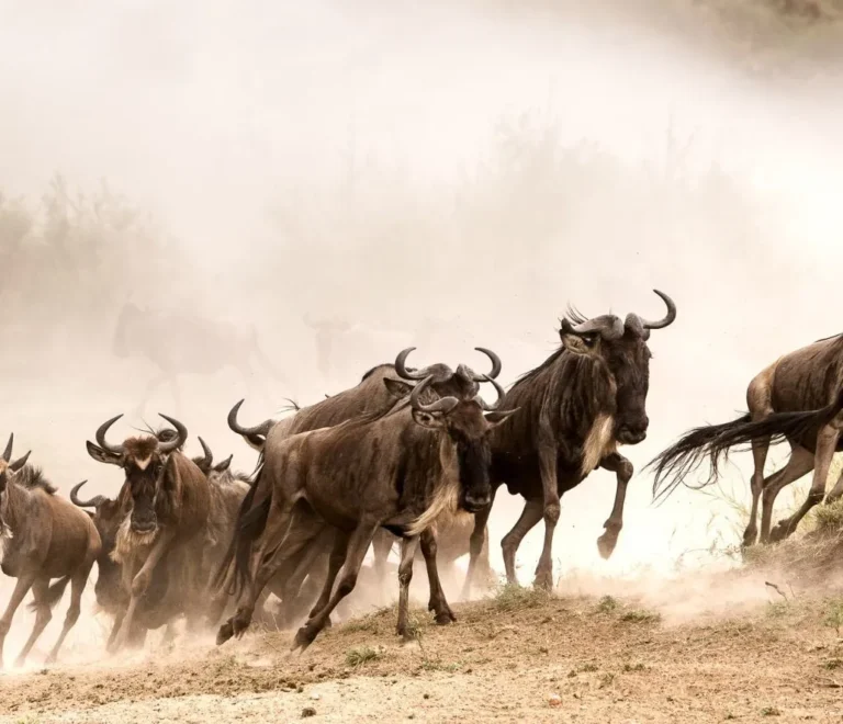 Great Wildebeest Migration