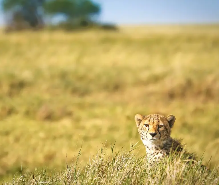 10 Days Tanzania Safari And Culture