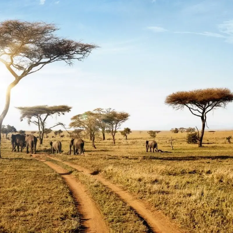 Serengeti and Zanzibar Itinerary