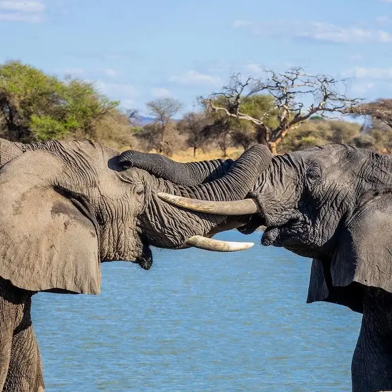 Serengeti and Zanzibar Itinerary