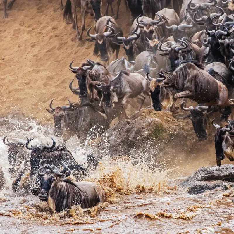 Serengeti and Zanzibar Itinerary