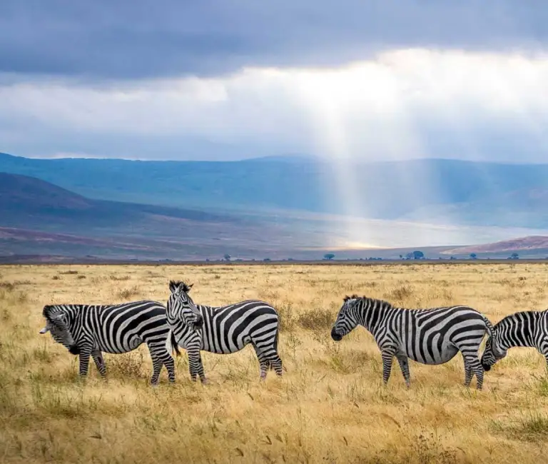 17 Days Best Of Africa Wildlife Park Safari And Zanzibar Vacation