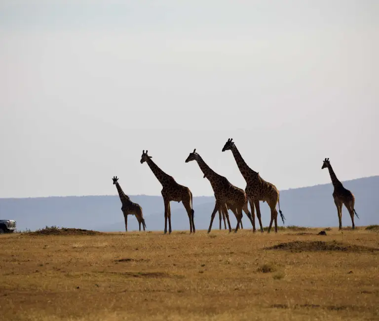 9 Days Amazing Tanzania Safari