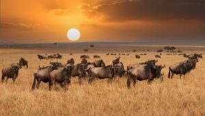 How to Plan the Perfect Great Wildebeest Migration Safari in Tanzania