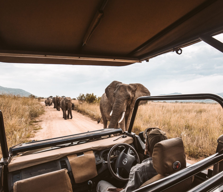 Game Drive