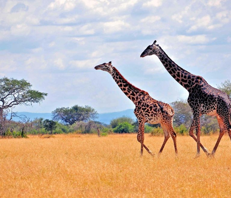 5 Days Safari Tanzania