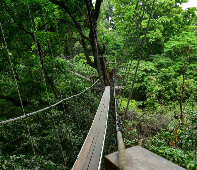 Tree Top Walk