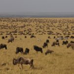 Wildebeest Migration Safari Packages: Best Time, Routes & Tips