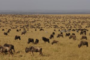 Wildebeest Migration Safari Packages: Best Time, Routes & Tips
