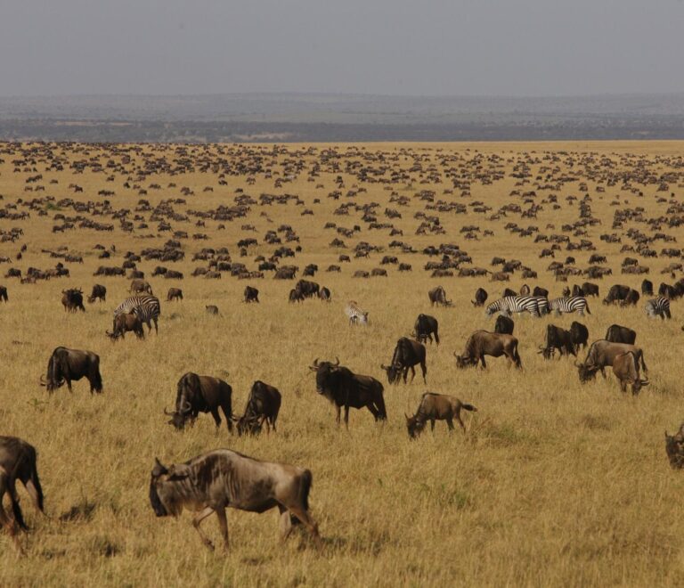 Wildebeest Migration Safari Packages: Best Time, Routes & Tips