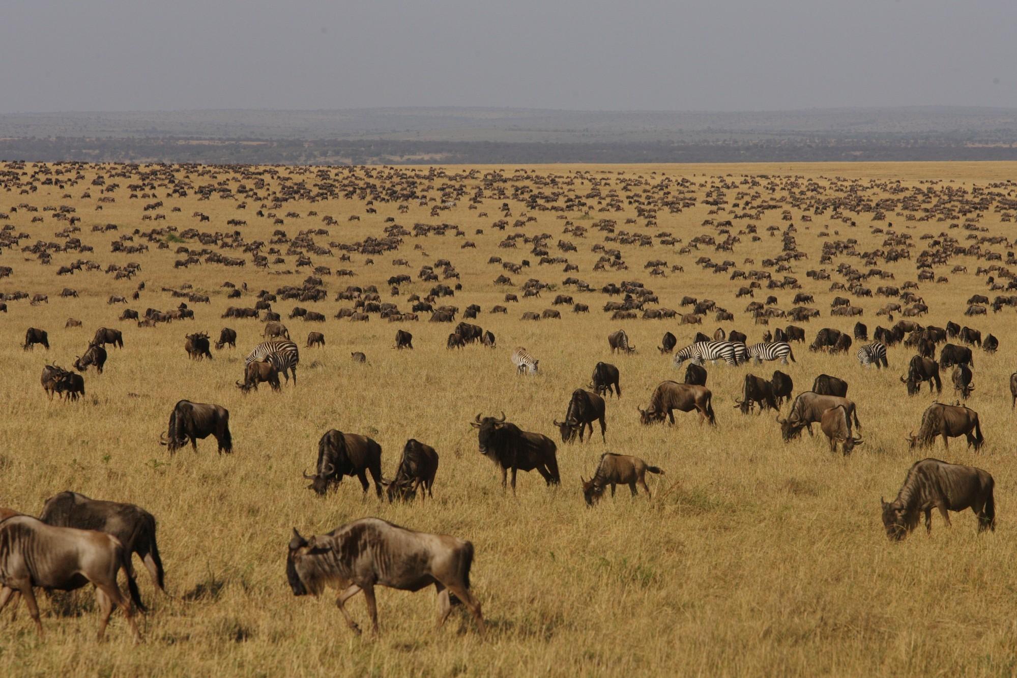 Best African East Africa Safari Tour Packages for Big Five & Great Migration
