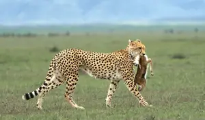 When Is the Best Time for a Safari in Tanzania – African Overland