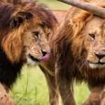 Ngorongoro Crater Safari + Tarangire & Lake Manyara: Perfect Travel Plan