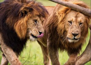 Ngorongoro Crater Safari + Tarangire & Lake Manyara: Perfect Travel Plan