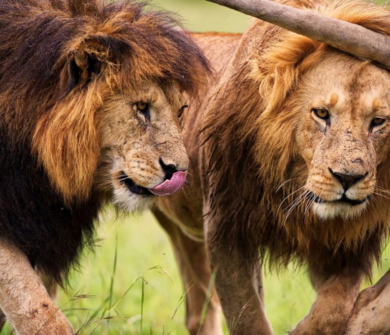 Ngorongoro Crater Safari + Tarangire & Lake Manyara: Perfect Travel Plan