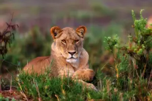 Top Tanzania Mid-Range Safari Packages for Families & Couples