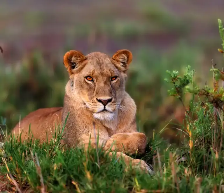 Top Tanzania Mid-Range Safari Packages for Families & Couples