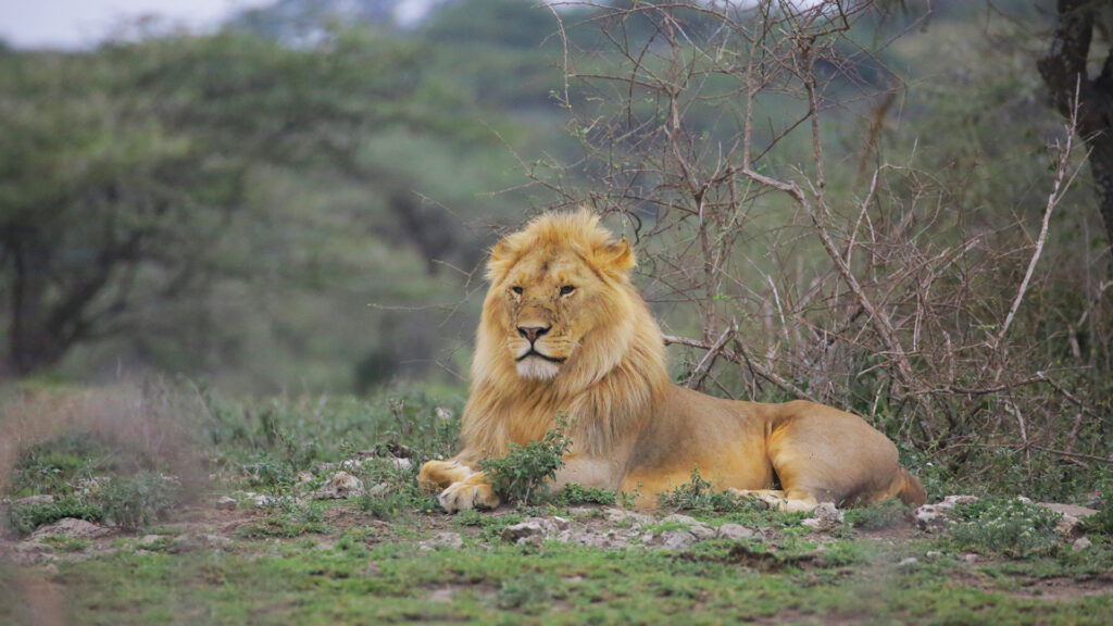 Amazing African Safari