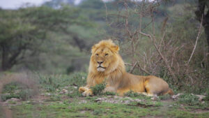 Everything You Need to Know to Plan an Amazing African Safari: Complete Beginner’s Guide