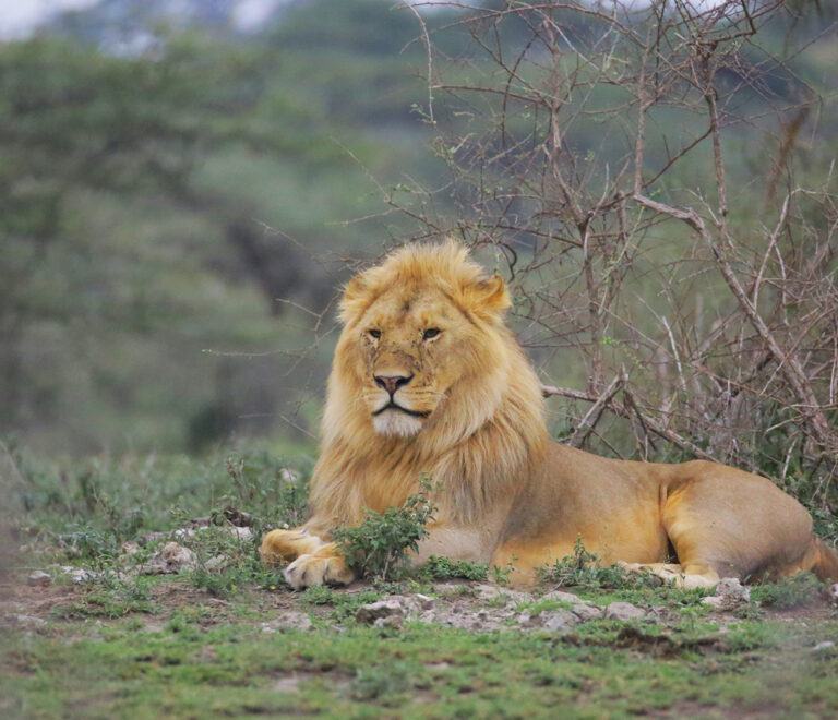 Everything You Need to Know to Plan an Amazing African Safari: Complete Beginner’s Guide