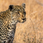 Top Safari Trips in Tanzania Africa for Wildlife & Adventure Lovers