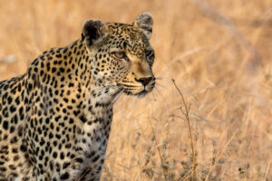 Top Safari Trips in Tanzania Africa for Wildlife & Adventure Lovers