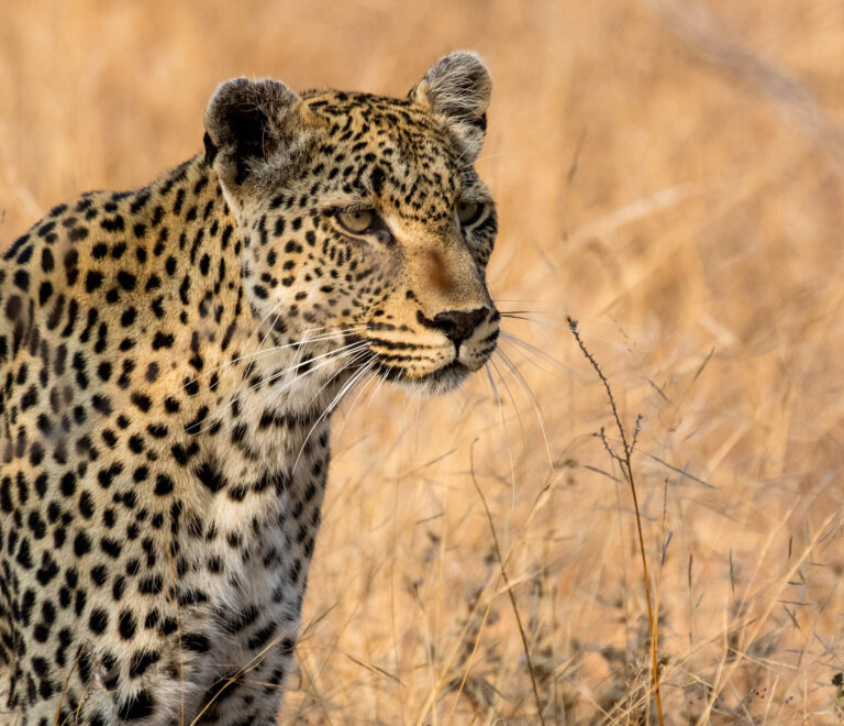 Top Safari Trips in Tanzania Africa for Wildlife & Adventure Lovers