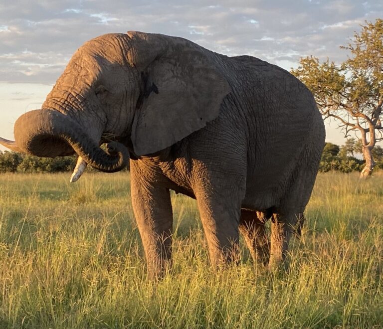 Is an African Safari Worth It? Everything You Need to Know Before Traveling with African Overland