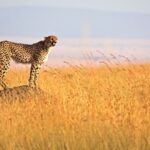Budget vs Mid-Range vs Luxury Safari in Tanzania: Which One is Right for You?
