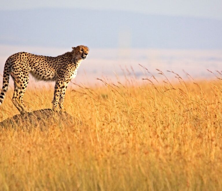 Budget vs Mid-Range vs Luxury Safari in Tanzania: Which One is Right for You?