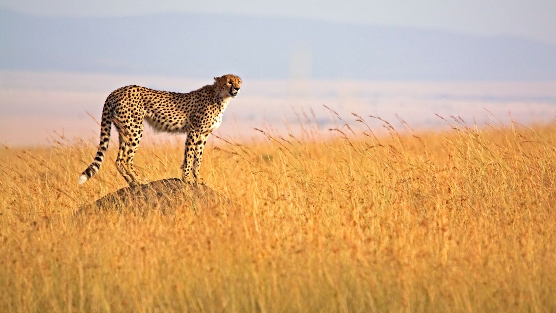 African Overland: Best Luxury African Safari & Tanzania Tours