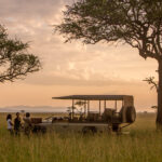 Ultimate Guide to Tanzania Safari Holidays: Best Parks, Tips & Itineraries