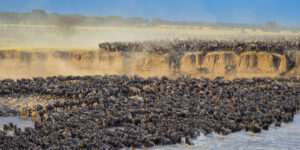 Best African East Africa Safari Tour Packages for Big Five & Great Migration