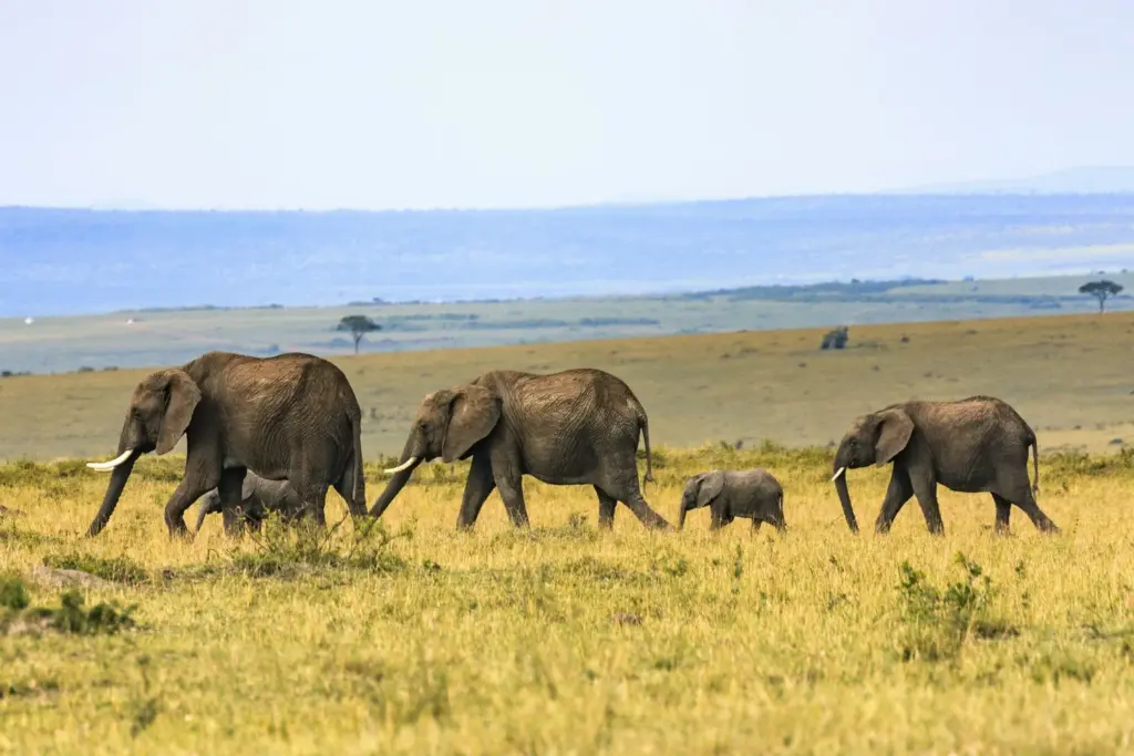 Tanzania family safari packages