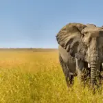 African safari holiday