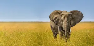 When is the Best Time for Safari Trips in Tanzania Africa?