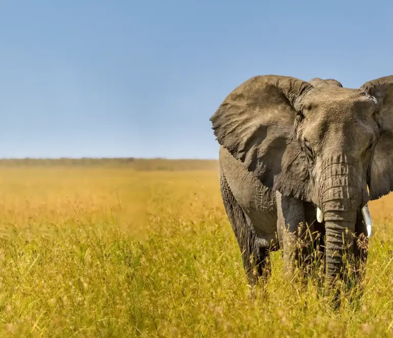 When is the Best Time for Safari Trips in Tanzania Africa?