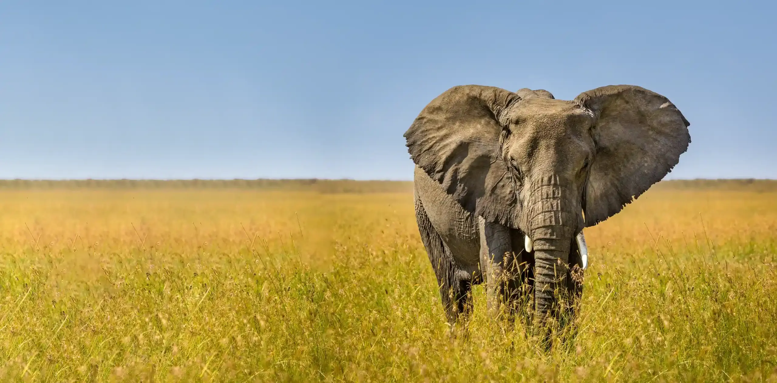 African safari holiday