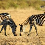 Tanzania Safari Itinerary 5 Days: Serengeti, Ngorongoro & More
