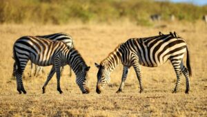 Tanzania Safari Itinerary 5 Days: Serengeti, Ngorongoro & More