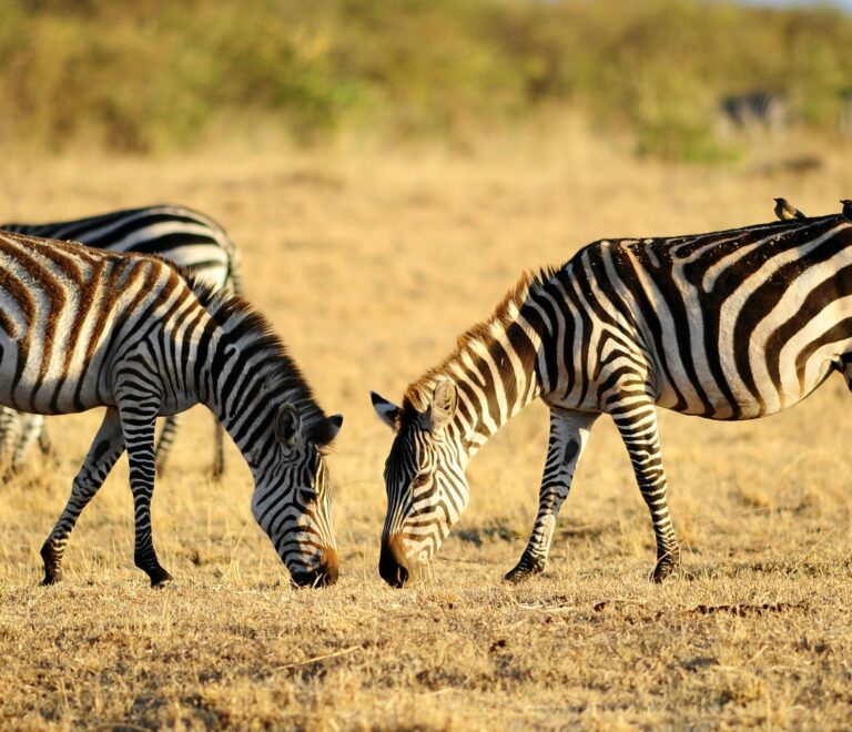 Tanzania Safari Itinerary 5 Days: Serengeti, Ngorongoro & More