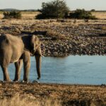 Beach Safari Holidays Tanzania: Combine Zanzibar with Wildlife Safari