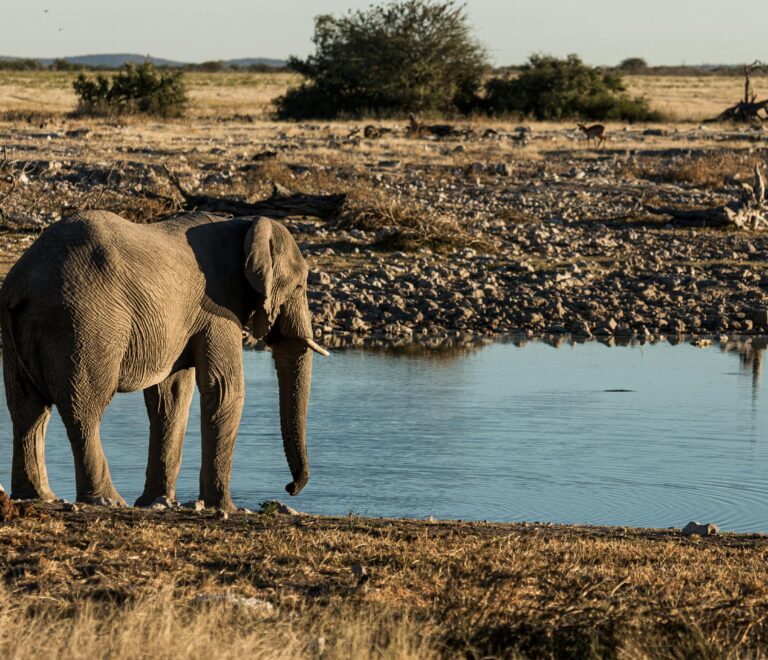 Beach Safari Holidays Tanzania: Combine Zanzibar with Wildlife Safari