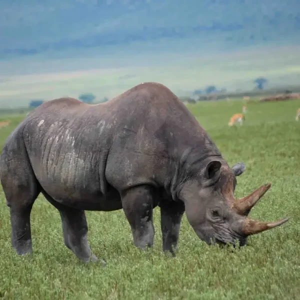 10-days-tanzania-safari-and-culture10